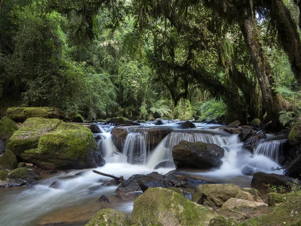 Stream wśród kamieni z mchu w zielonym lesie z drzew i liści - Natura Krajobraz — Zdjęcie stockowe