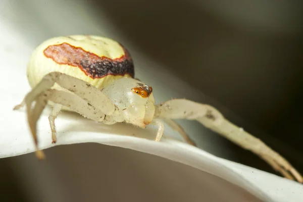 Araña de cangrejo blanco en un lirio de cala —  Fotos de Stock