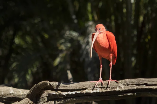 Skarlagenrød ibis rød fugl – stockfoto