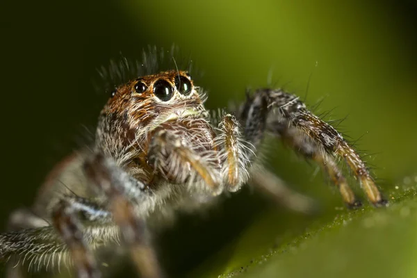 Barna-narancs jumping spider, zöld levél — Stock Fotó