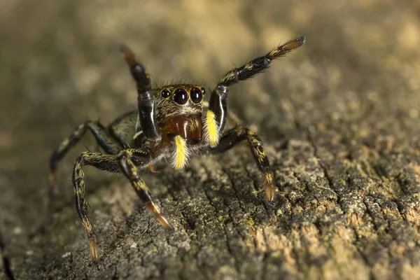 Коричневий стрибаючий павук готовий стрибати атаку — стокове фото