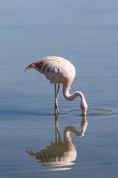 Atacama Tuz Daireler Gölde Bir Flamingo — Stok fotoğraf