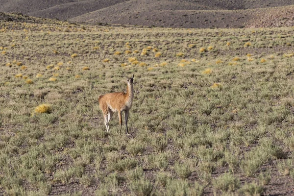 atacama Çölü - yatay, çok