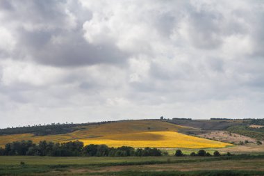 bir bulutlu gökyüzü altında güneşin çiçek açan ayçiçeği alanıyla