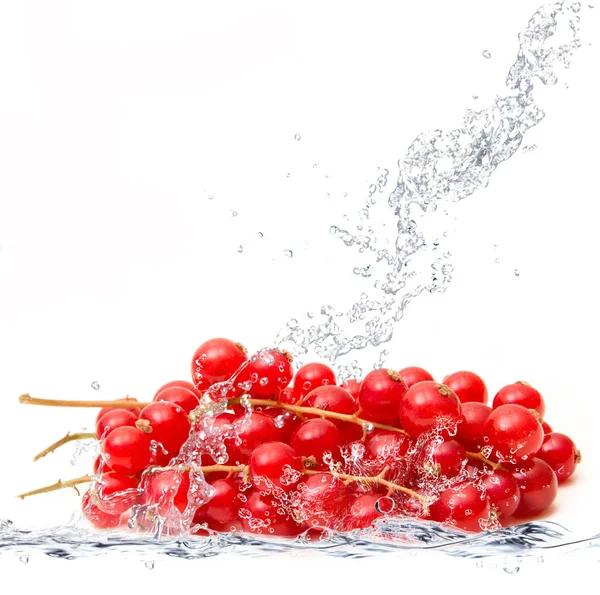 Ribes fallen ins Wasser — Stockfoto