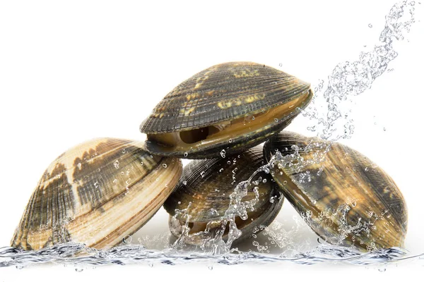 Muscheln fallen ins Wasser — Stockfoto