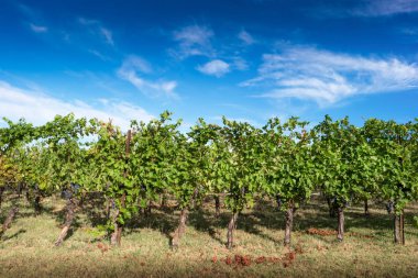 üzüm şarap üretimi için