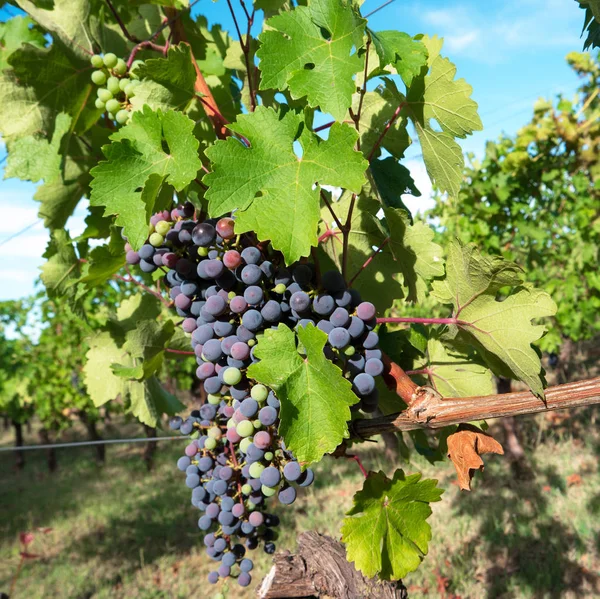 Vingård för produktion av vin — Stockfoto