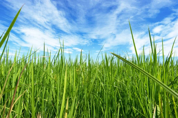 Landscape of grass and sky — Stock Photo, Image