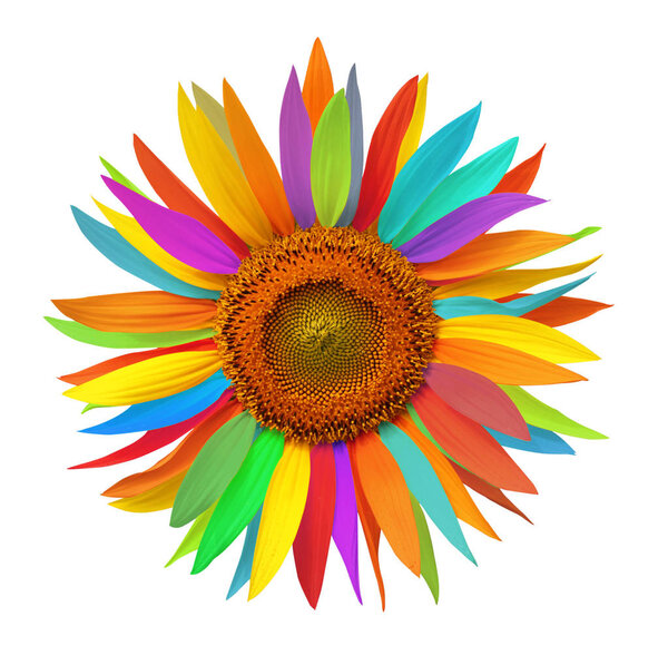 Harlequin sunflower on white background