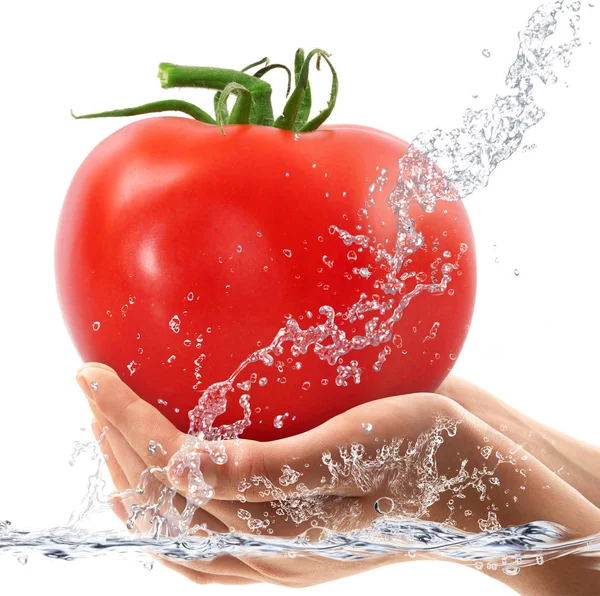 Suya düşen elinde taze domates — Stok fotoğraf