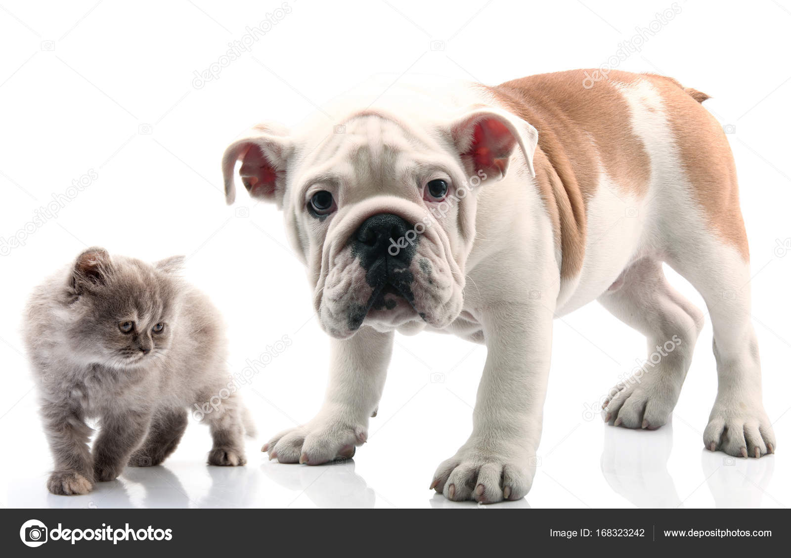 Chat Et Chien Sur Fond Blanc Photographie Photobeps