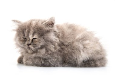 beyaz arkaplandaki kedi