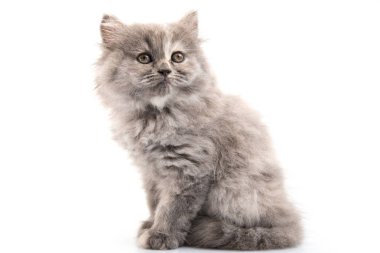 beyaz arkaplandaki kedi