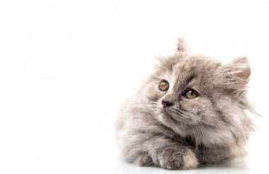 beyaz arkaplandaki kedi