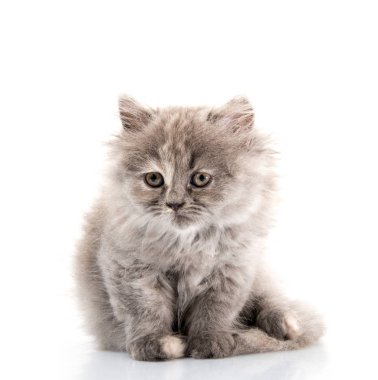 beyaz arkaplandaki kedi