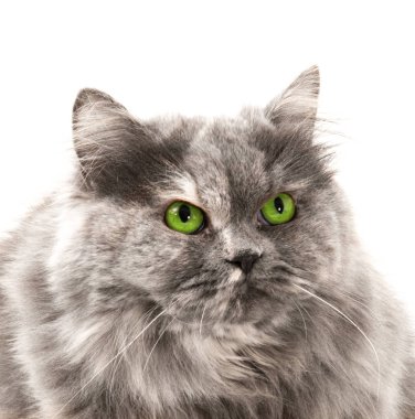 beyaz arkaplandaki kedi