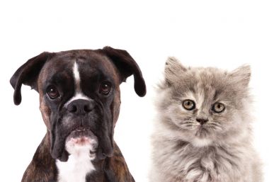 Beyaz arka planda kedi ve köpek