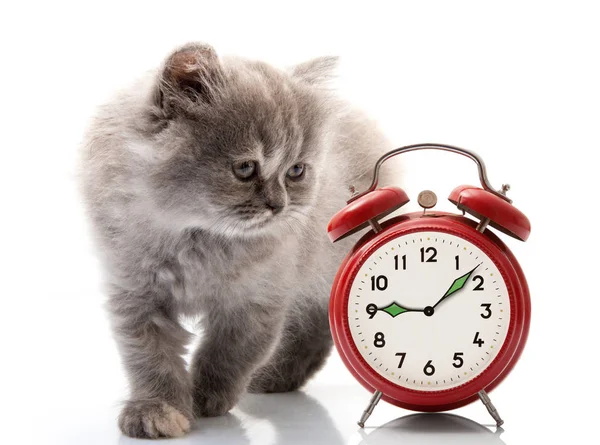 beyaz arkaplandaki kedi