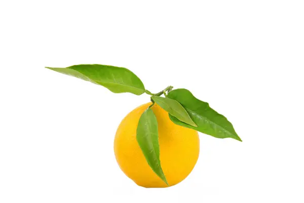 Orange on white background — Stock Photo, Image