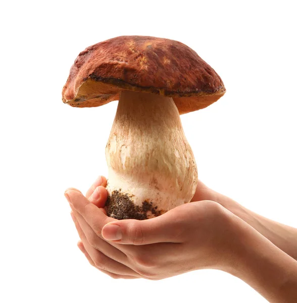 Champiñones porcini sostenidos en la mano — Foto de Stock