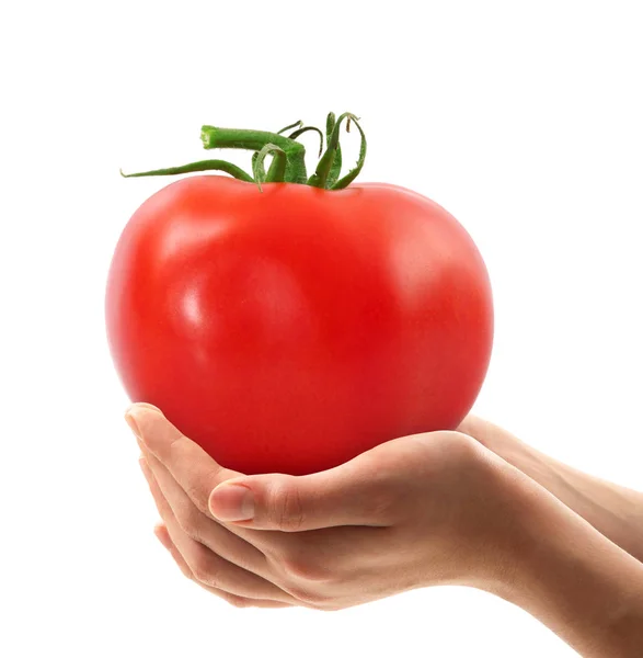 El tomate en las manos — Foto de Stock