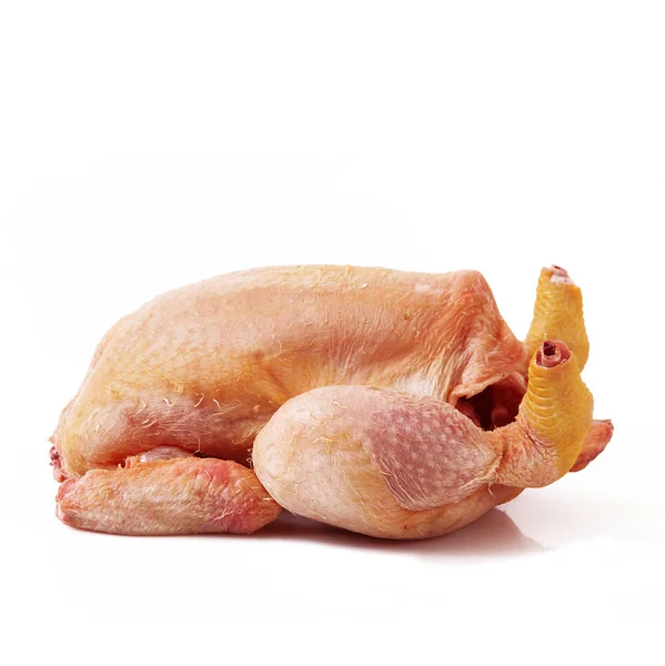 Pollo su sfondo bianco — Foto Stock