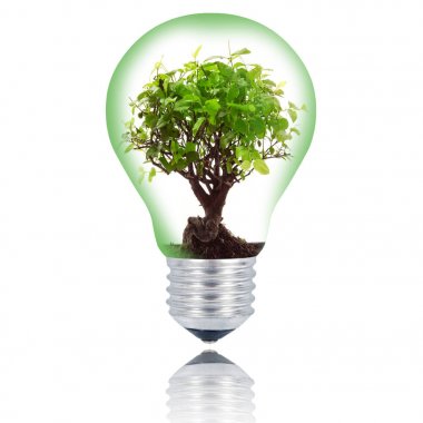 izole bonsai ampul beyaz arka plan üzerinde