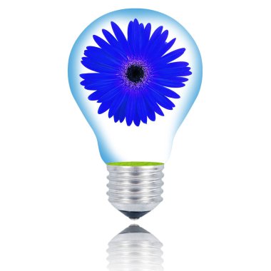 izole çiçek ampul beyaz arka plan üzerinde