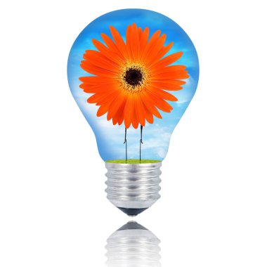 izole çiçek ampul beyaz arka plan üzerinde