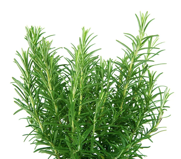 Fresh rosemary plant on white background — Stock Photo, Image