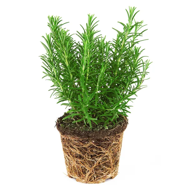 Frische Rosmarinpflanze auf weißem Hintergrund — Stockfoto
