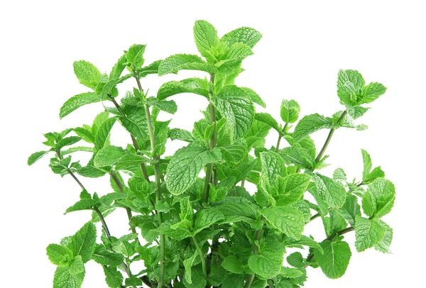 Hojas de menta sobre fondo blanco — Foto de Stock