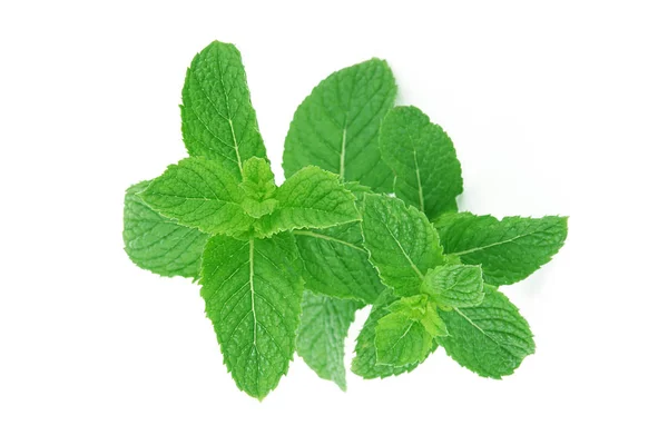 Daun mint pada latar belakang putih — Stok Foto