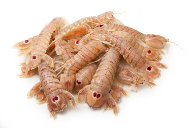 Beyaz arka plan üzerinde Mantis karides