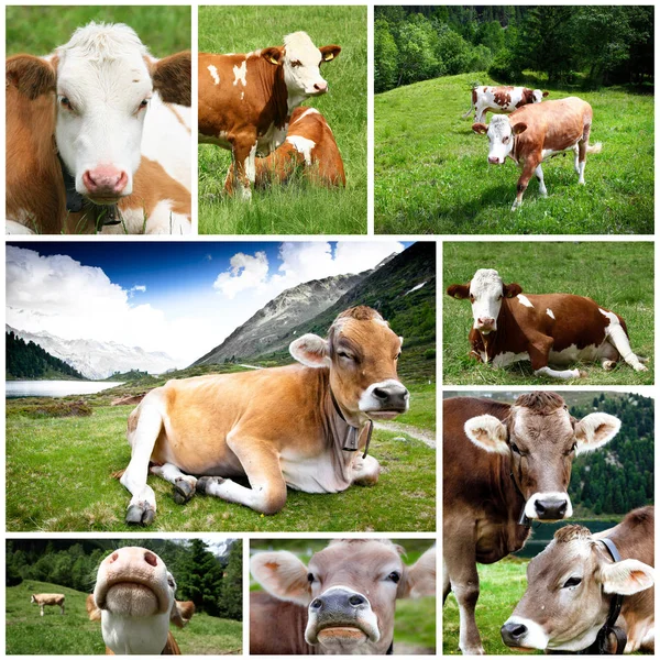 Collage cows on pasture — Stock Photo, Image