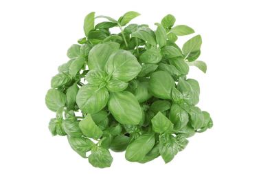 Beyaz arkaplanda fesleğen yaprakları