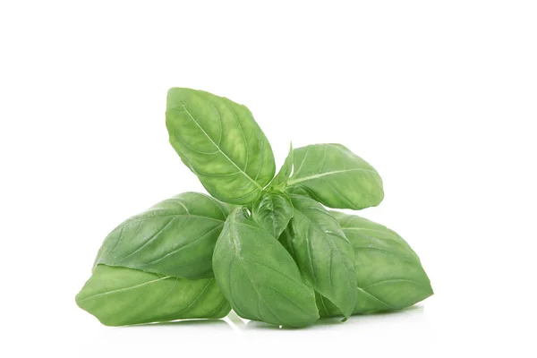Basil daun di latar belakang putih — Stok Foto