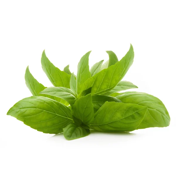 Basil leaves on white background — Stock Photo, Image