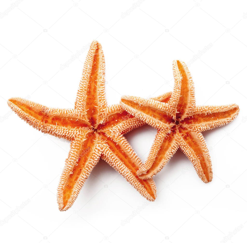 starfish on white background