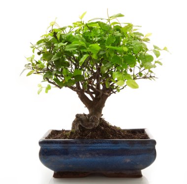 Beyaz Arkaplanda Bonsai Ağacı