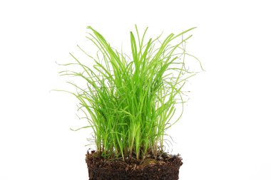 beyaz arkaplandaki çimenler