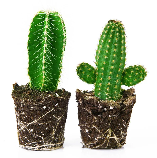 Cactus op witte achtergrond — Stockfoto