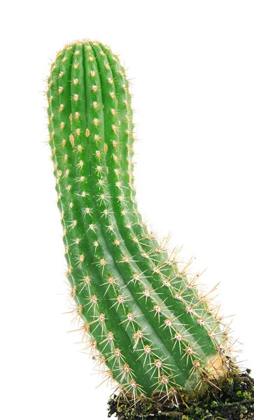 Cactus op witte achtergrond — Stockfoto