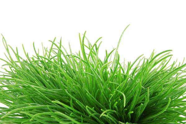 Grass on white background — Stock Photo, Image