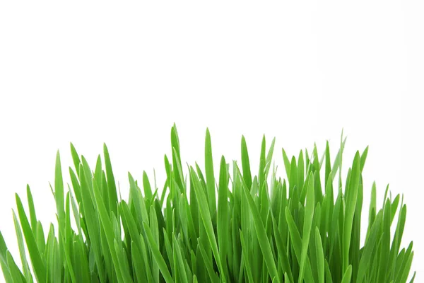 Трава на белом фоне — стоковое фото