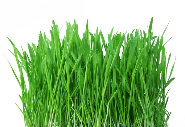 Трава на белом фоне — стоковое фото