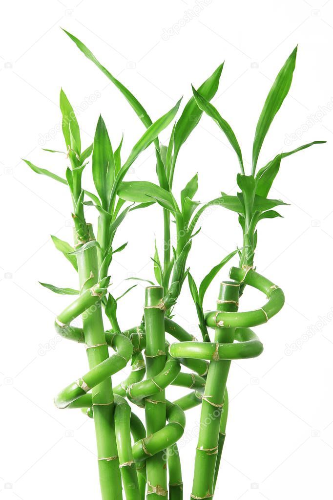 Bamboo Sprouts on white background