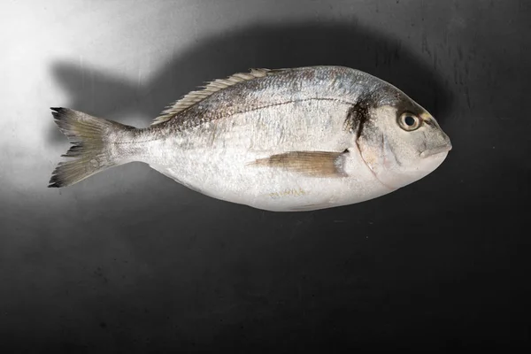 Isolated fish in dark background — Stock Photo, Image