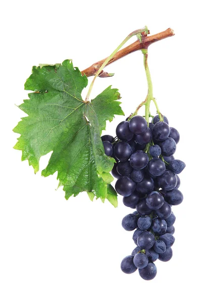 Bunch of grapes in white background — Stock Photo, Image